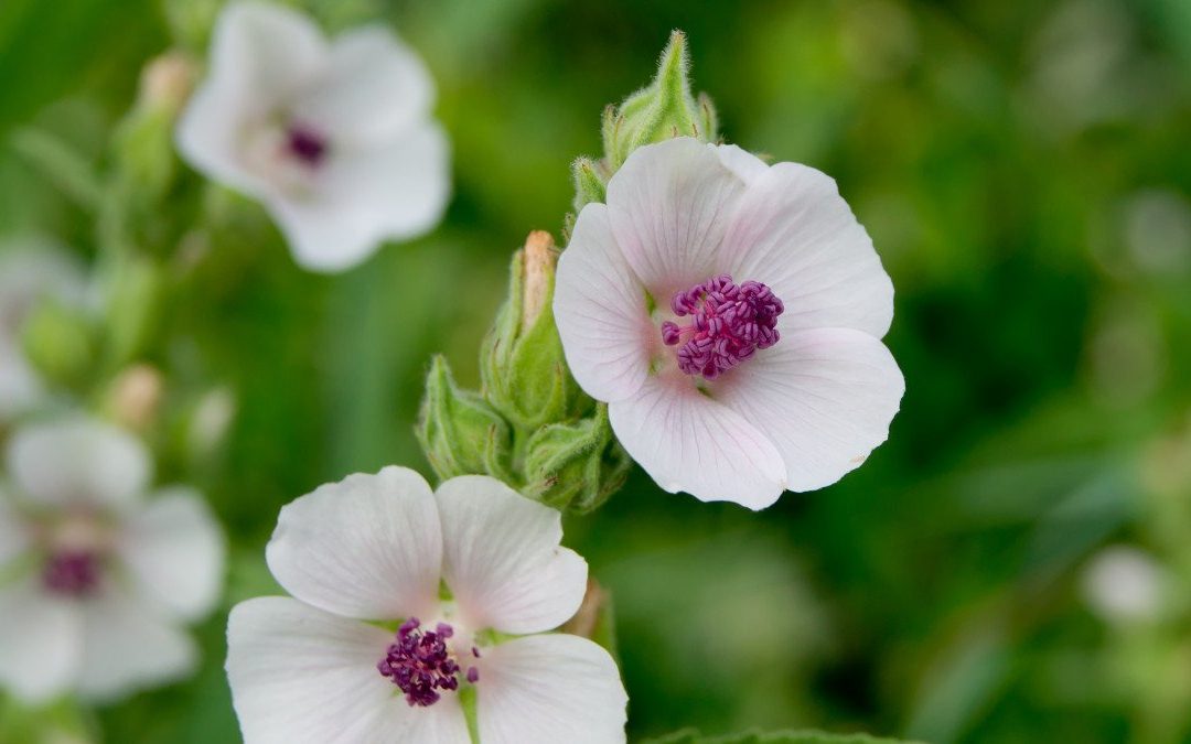 BELI SLEZ (Althaea officinalis L.)
