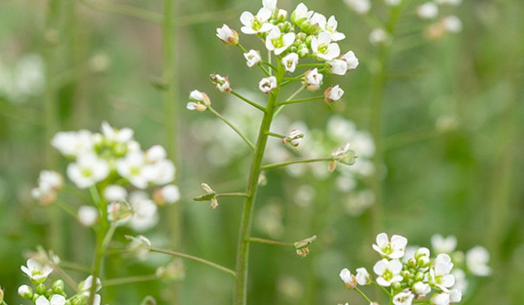 RUSOMAČA (Capsella bursa-pastoris L.)
